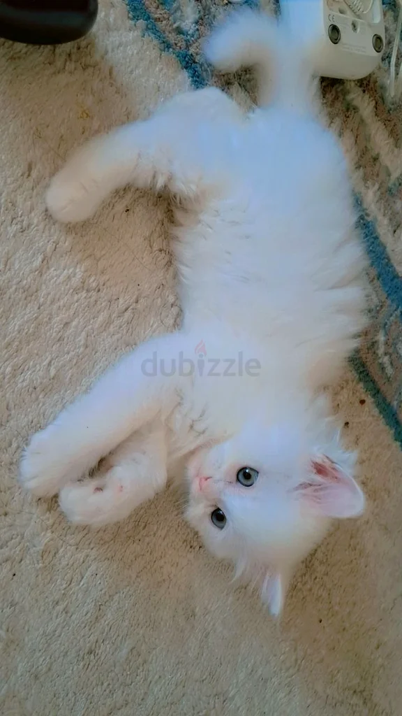 65 days old 3 kittens available breed: chinchilla                            Eating dry food and vet63437932761219113