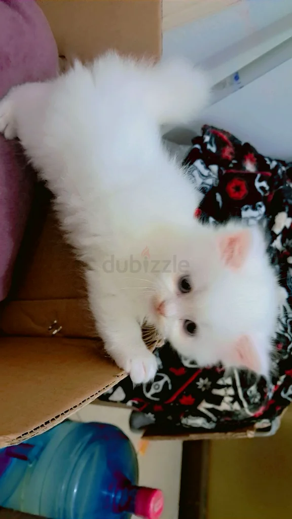 65 days old 3 kittens available breed: chinchilla                            Eating dry food and vet63437932761219112