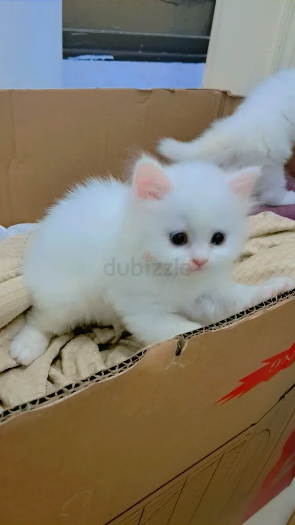65 days old 3 kittens available breed: chinchilla                            Eating dry food and vet63437932761219114