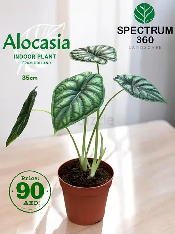 Stunning Alocasia Indoor Plant - Perfect Home Décor!