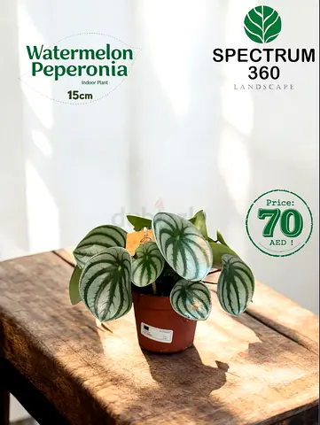 Bring Home the Watermelon Peperonia Plant - Perfect Indoor Greenery!