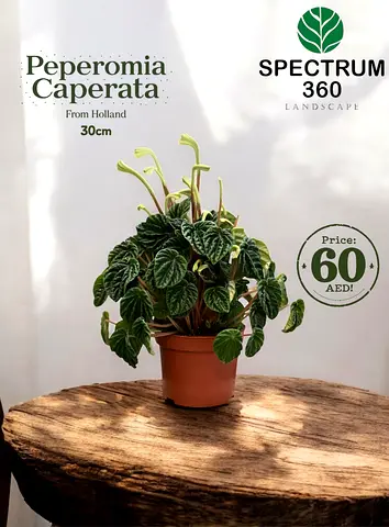 Beautiful Peperomia Caperata - Lush Indoor Plant!