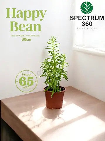 Bring Home the Happy Bean Plant - Perfect Indoor Touch!