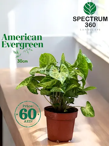 Beautiful American Evergreen Plant - 30cm