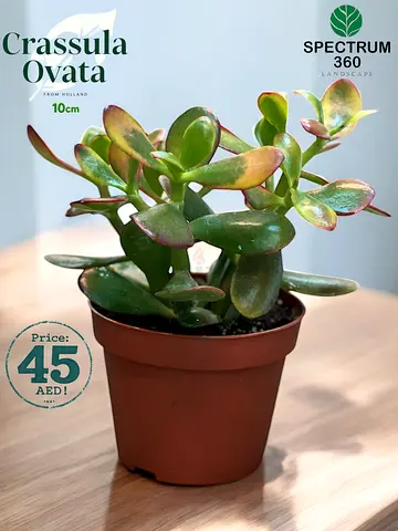 Beautiful Crassula Ovata Plant - Jade Plant -Perfect for Home Decor