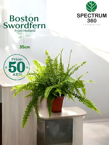 Lush Boston Swordfern - Perfect Indoor Greenery!