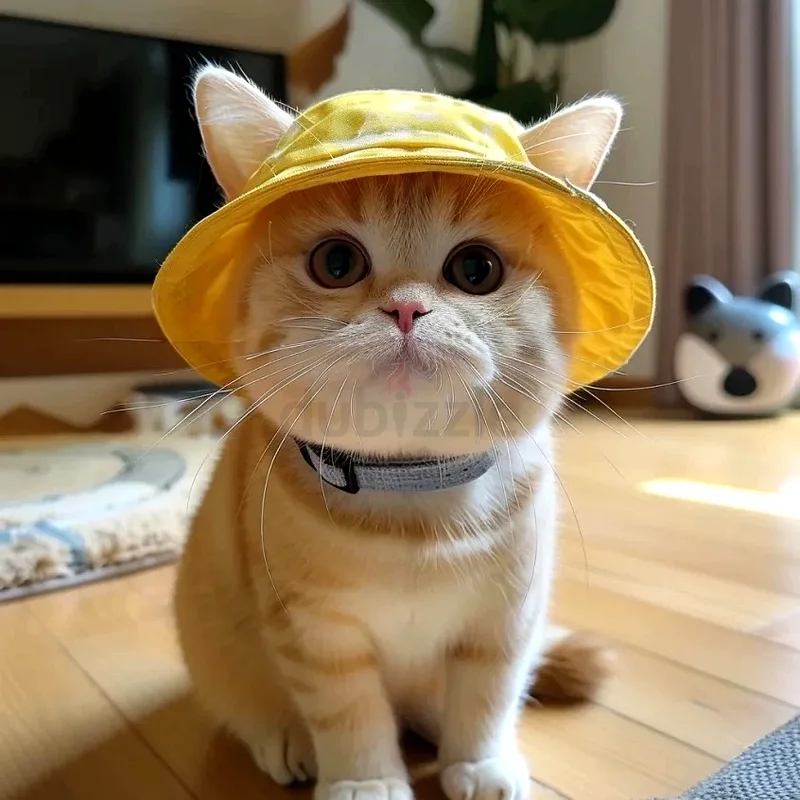 Cat hat (New)62930649366147111