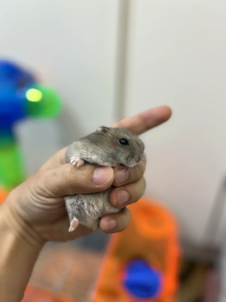 Adorable Dwarf Hamster with Kaytee CritterTrail Cage62930649344386111