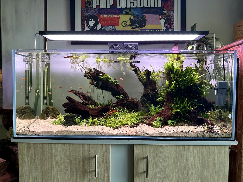 Planted Aquarium For Sale62930649350913111