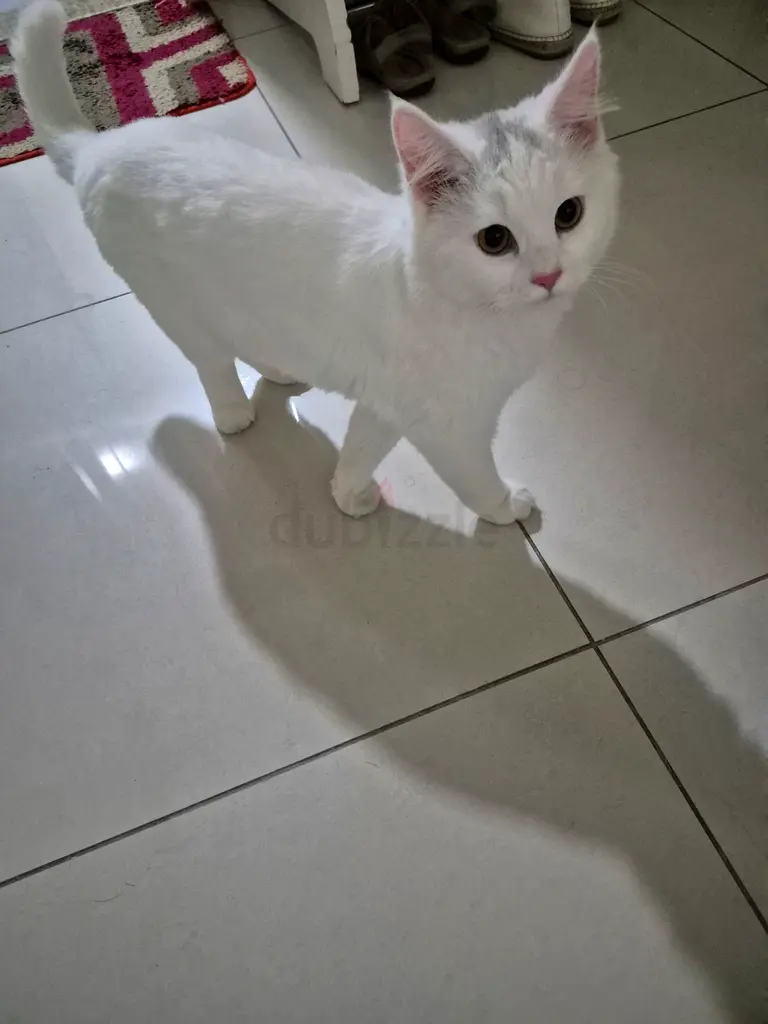 8 months cat for free