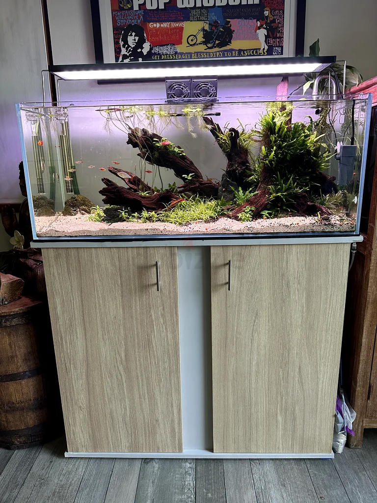 Planted Aquarium For Sale629306493509131124