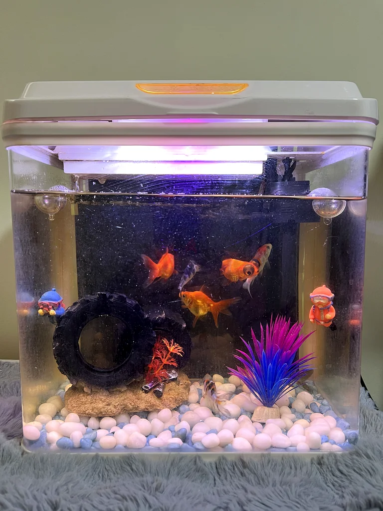 Beautifully Vibrant Aquarium with Colorful Fish62930649372801111