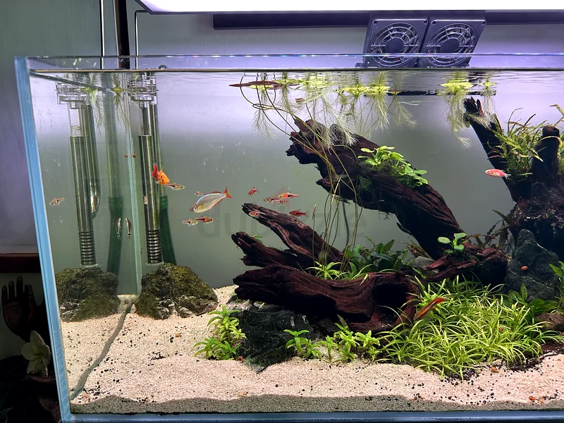 Planted Aquarium For Sale62930649350913112