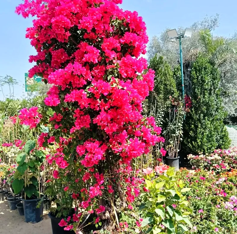Best Garden Landscape LLC63181797766787112