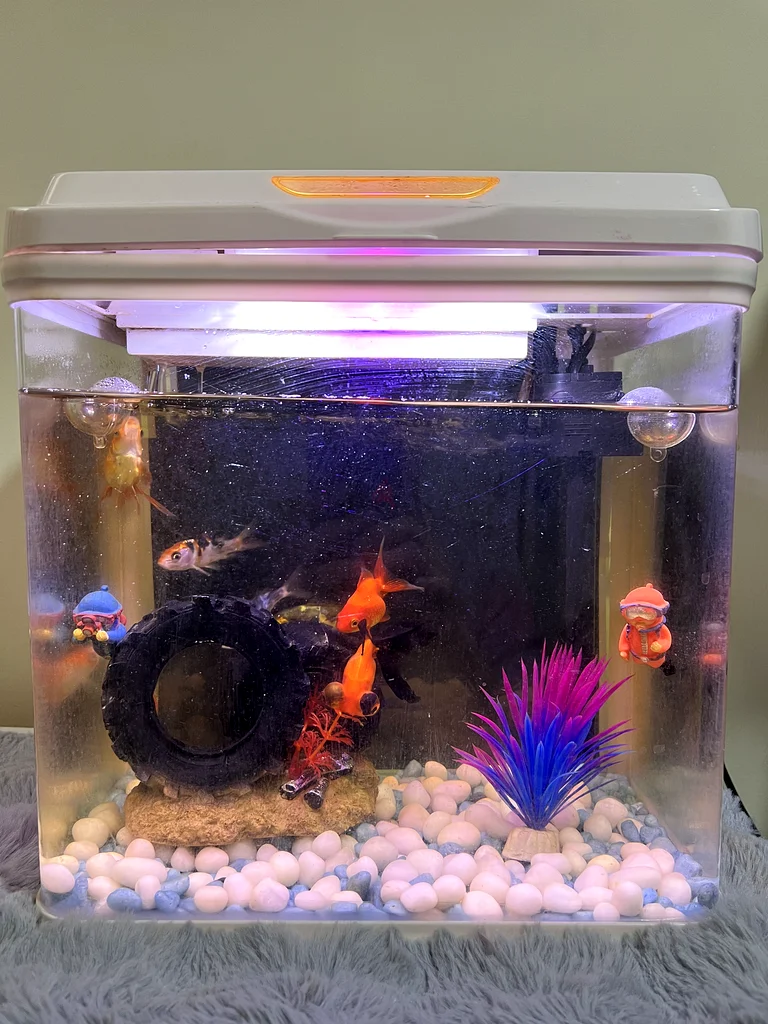 Beautifully Vibrant Aquarium with Colorful Fish62930649372801113