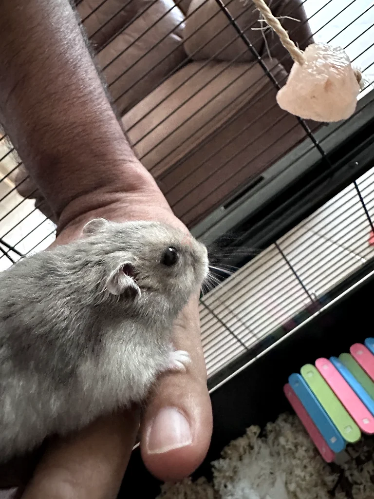Cage and all accessories with free hamster62930649269634111
