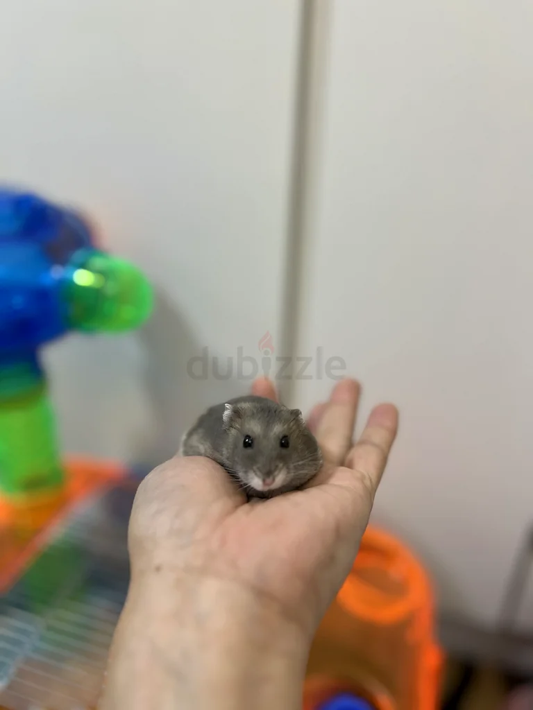 Adorable Dwarf Hamster with Kaytee CritterTrail Cage62930649344386112