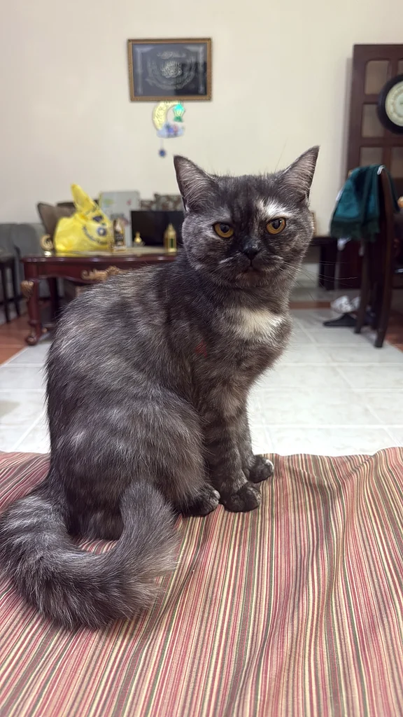 Cat63438163477123111