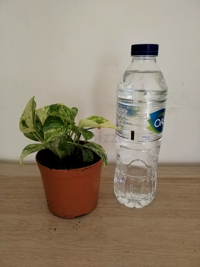 نبات الباتشو من الرخام / نبات المال / نباتات داخلية63178906384642114