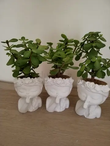 (3) Pcs. Jade Plant in Face Planters/ Indoor  Outdoor Plants/ Gift of Life / Good Luck Plants