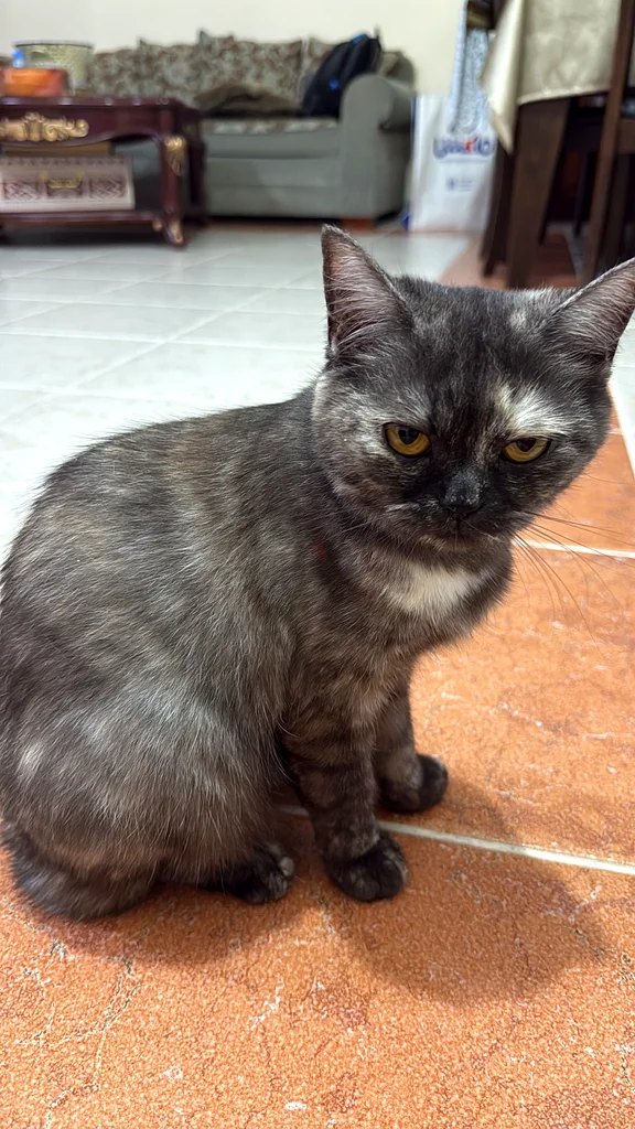 Cat63438163477123112