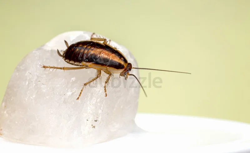 Keep your customers happy and kitchen pest free62865811117955113