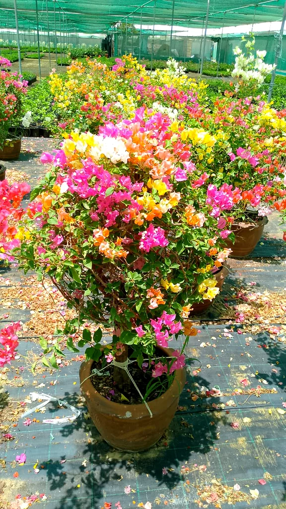خدمة الحدائق المنزلية  
أعمال المناظر الطبيعية63187704856962114