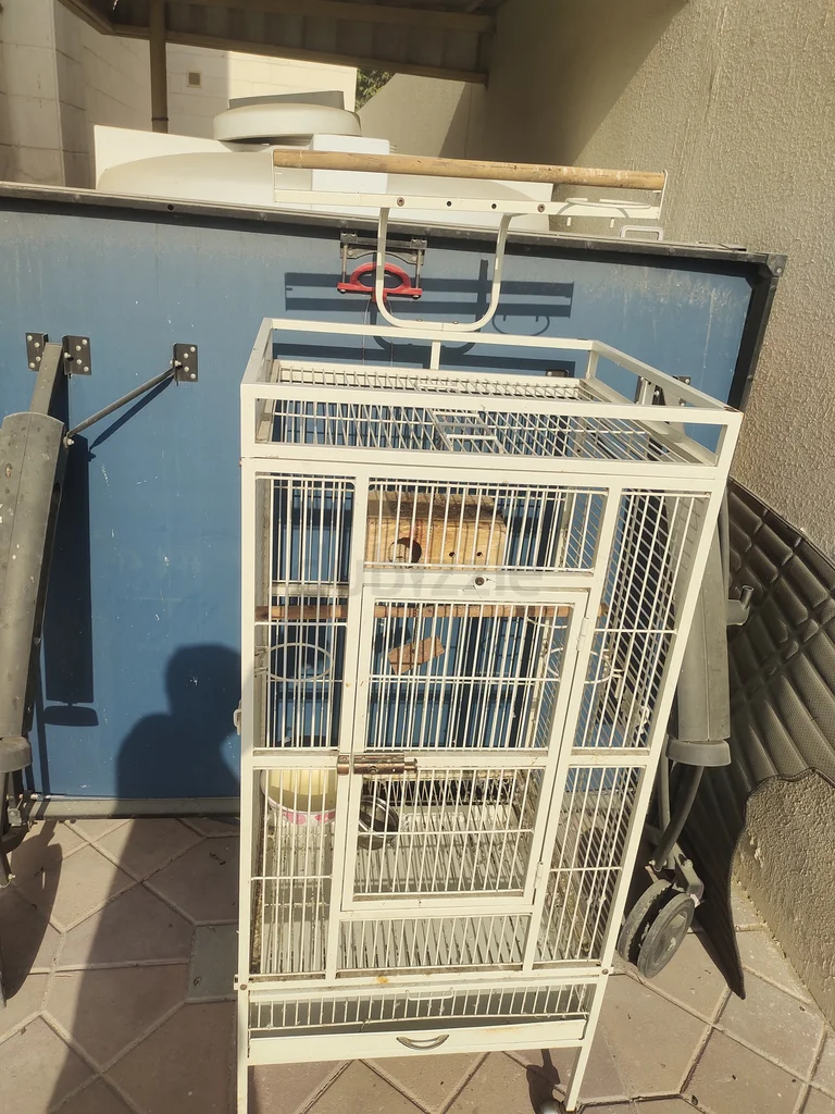 Birds cage62933697807873113