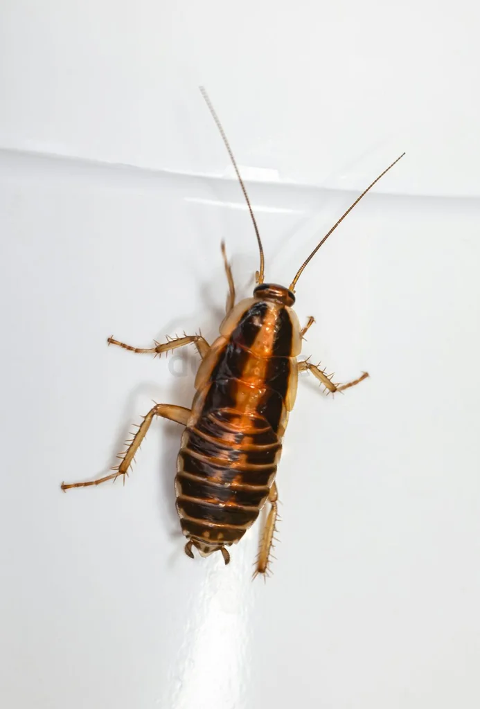 Keep your customers happy and kitchen pest free62865811117955111