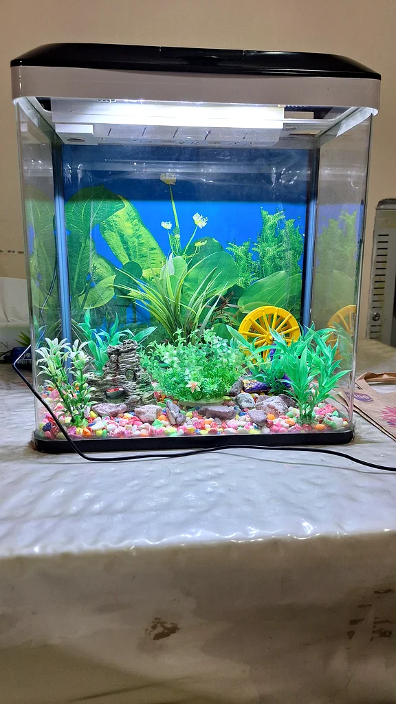 30 litre aquarium63233131218433113