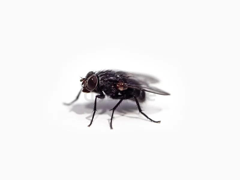 Keep your customers happy and kitchen pest free62865811117955112