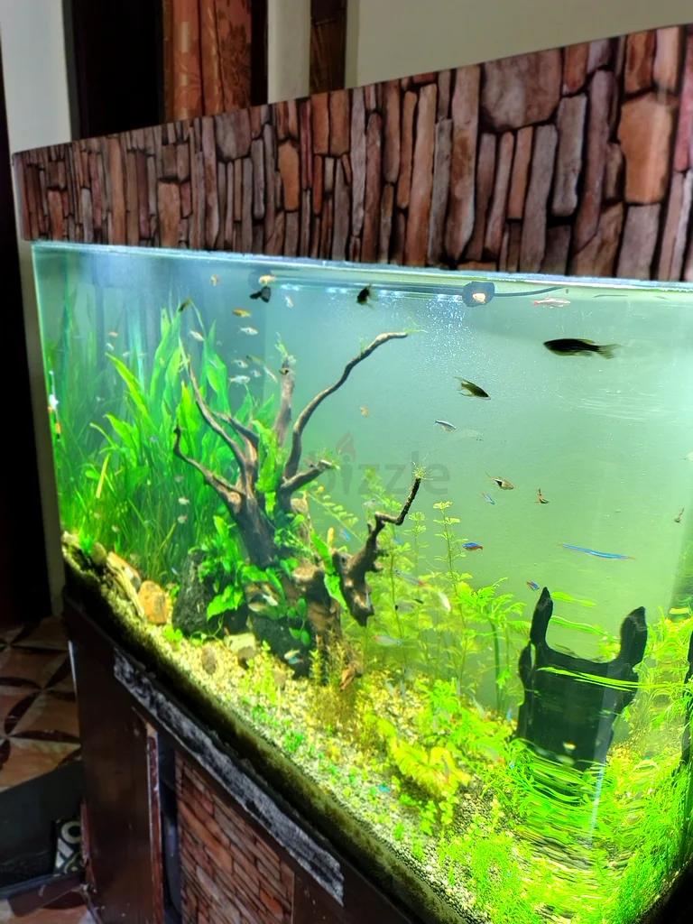 حوض سمك مع خضرة كثيفة وتصميم مائي مذهل63265104187905113