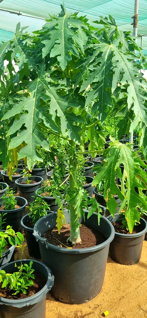 Buy all kinds of beautiful plants from us at Home Garden and Wholesale and plant them in your home.63196632239233112