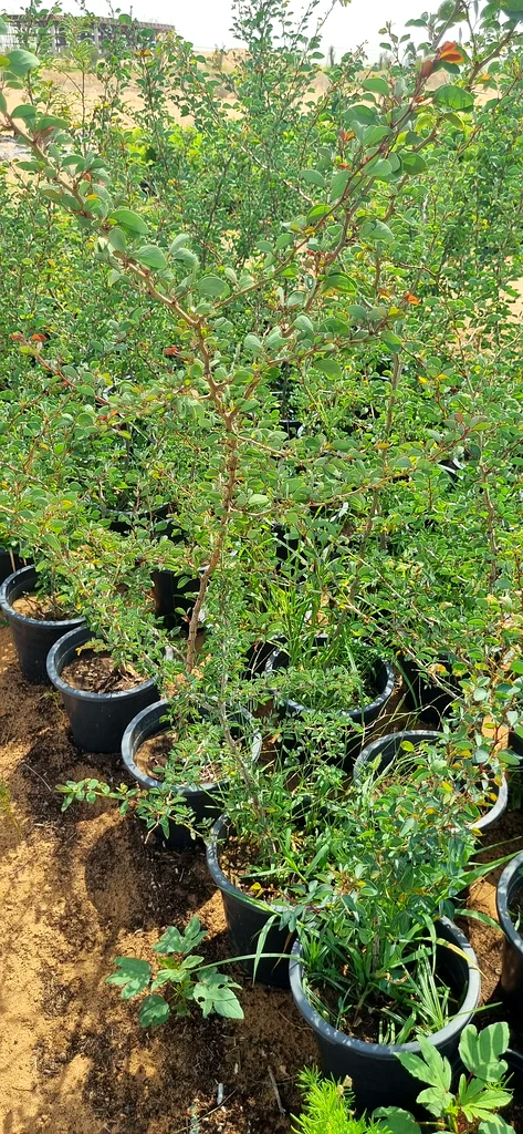 Buy all kinds of beautiful plants from us at Home Garden and Wholesale and plant them in your home.63196632239233114