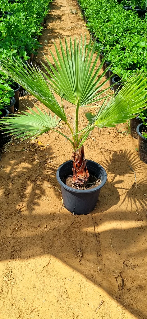 Buy all kinds of beautiful plants from us at Home Garden and Wholesale and plant them in your home.63196632239233111