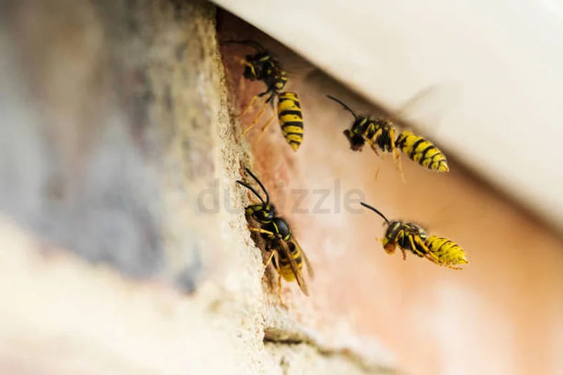 Cockroaches are resilient but no match for our experts62931688678529112