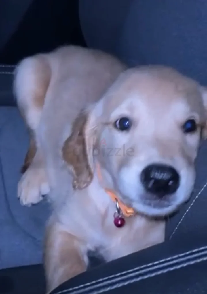 Golden Retriever group62930649439362112
