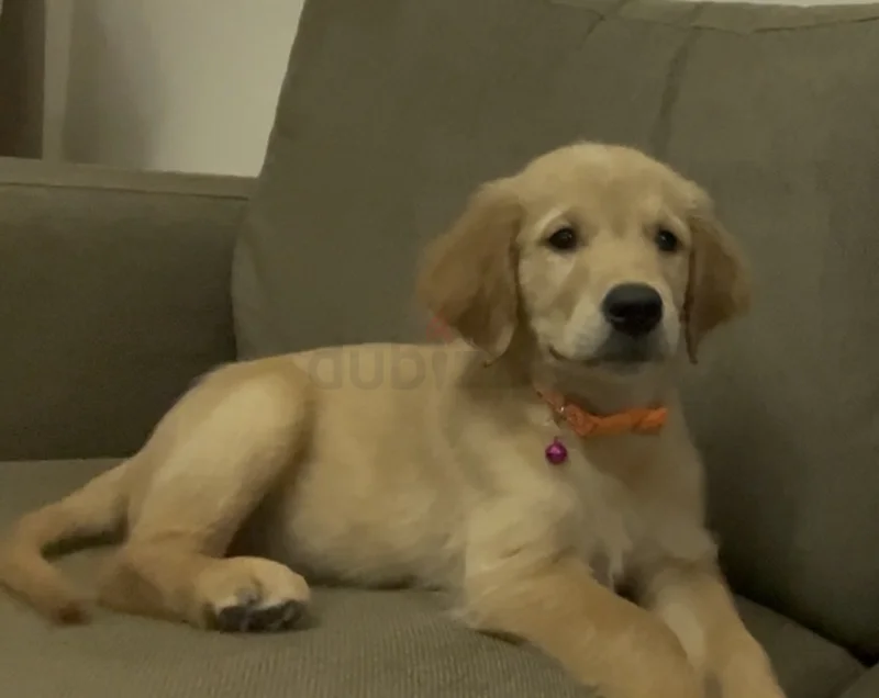 Golden Retriever group62930649439362113