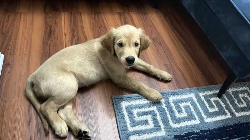 Golden Retriever group62930649439362111