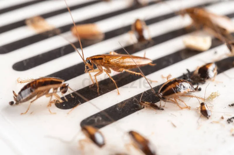 Cockroaches are resilient but no match for our experts62931688678529111
