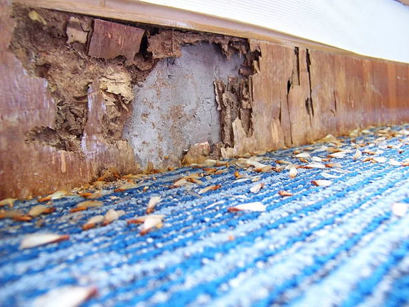 Termite control in Dubai ( pest control)62931688690947111
