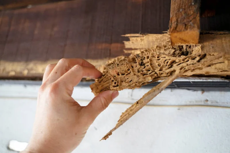 Termite control in Dubai ( pest control)62931688690947112