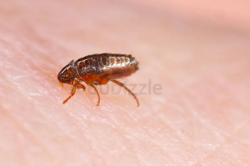 Cockroaches are resilient but no match for our experts62931688678529111