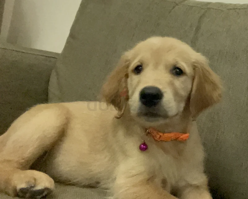 Golden Retriever group629306494393621118