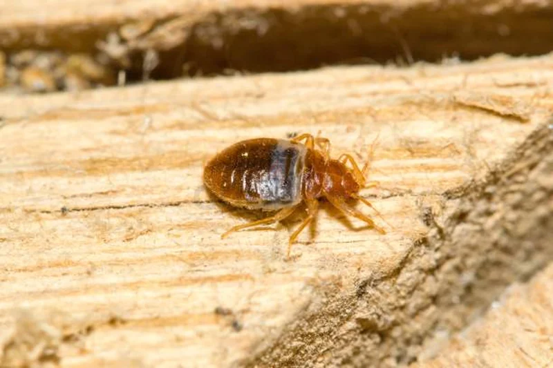 Cockroaches are resilient but no match for our experts62931688678529113