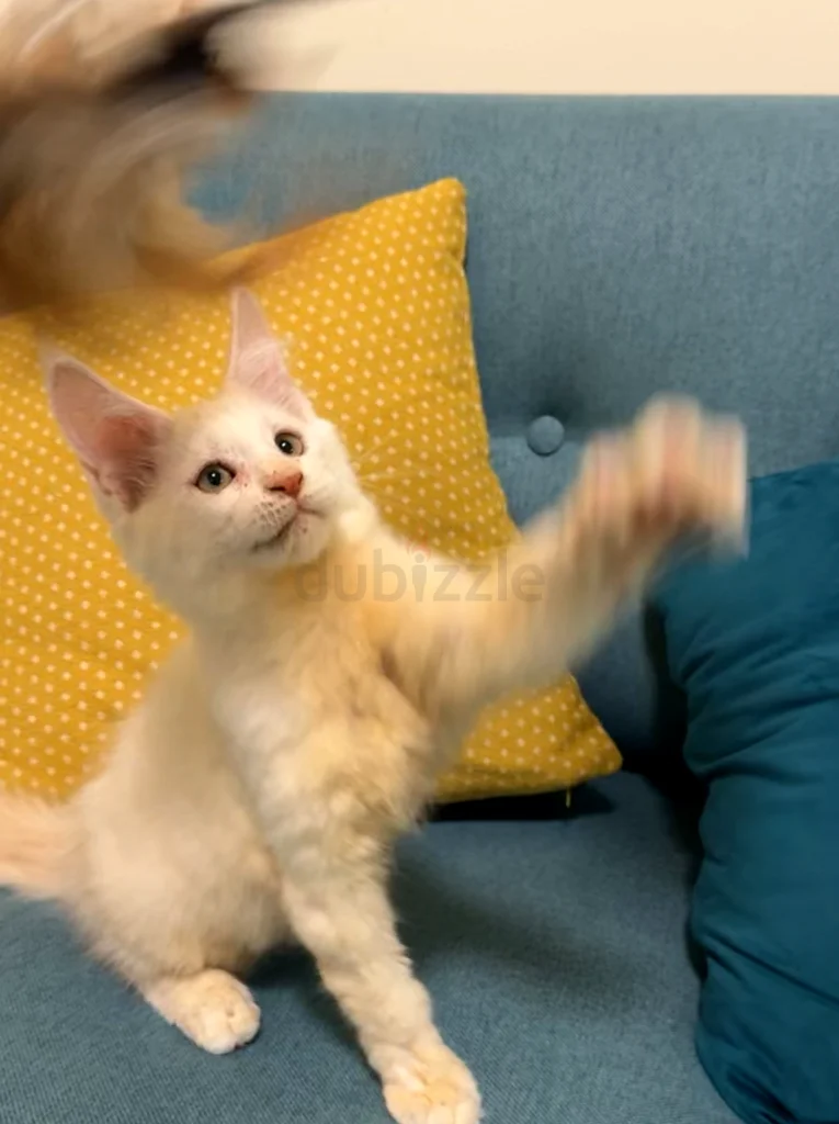 ماين كون كريمي63231687486082111