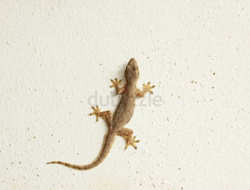Lizard control in Dubai ( pest control)62929664921602111