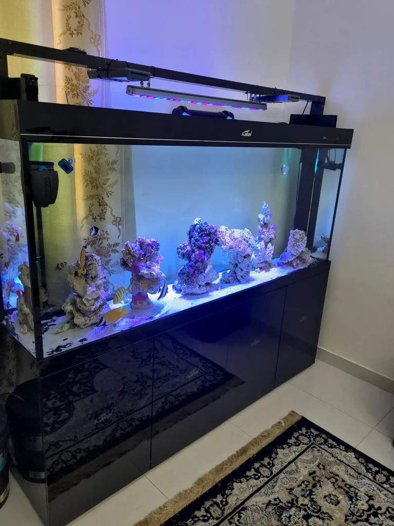Marine saltwater aquarium62931680762242113