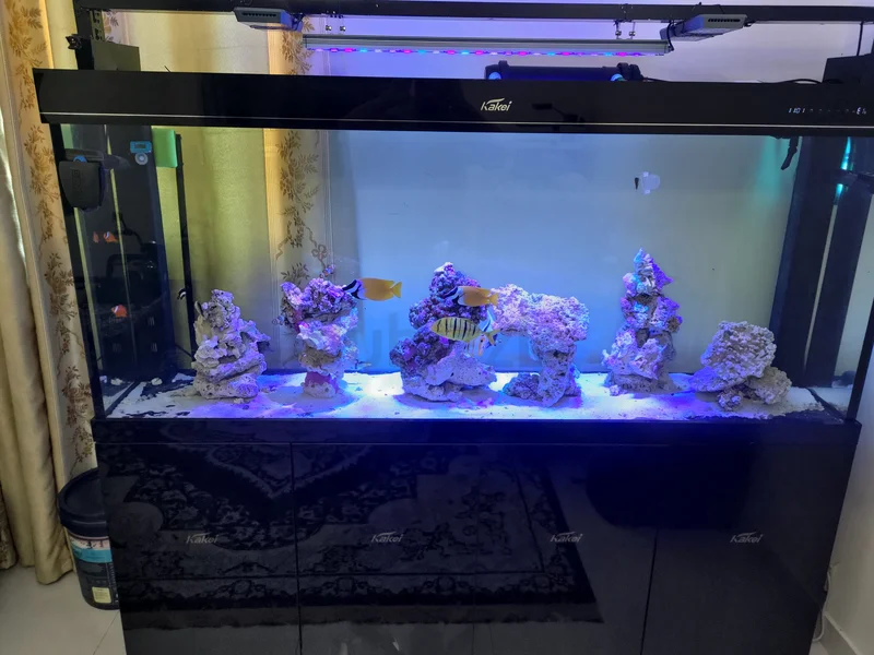 Marine saltwater aquarium629316807622421129