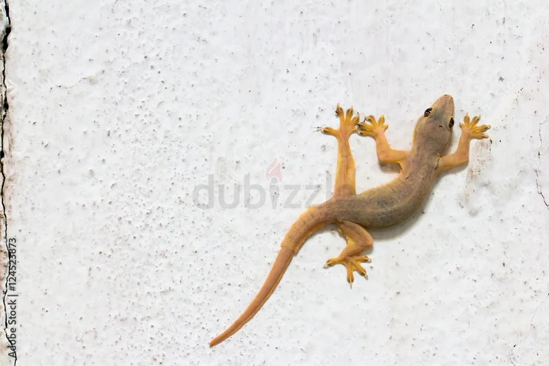 Lizard control in Dubai ( pest control)62929664921602119